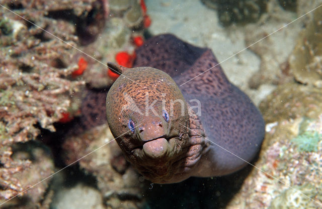 yellow-edged moray (Gymnothorax flavimarginatus)