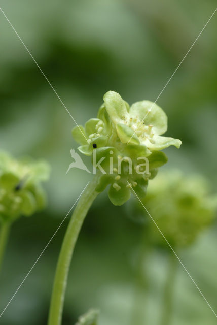 Muskuskruid (Adoxa moschatellina)