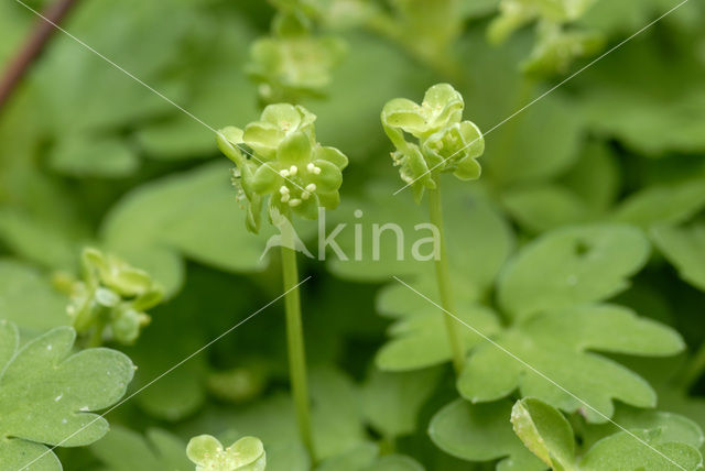 Muskuskruid (Adoxa moschatellina)