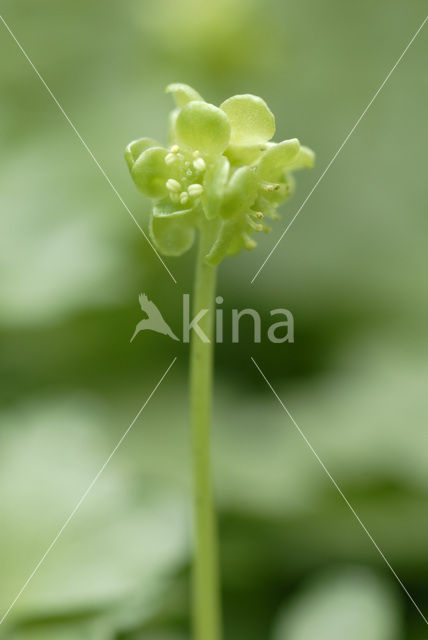 Muskuskruid (Adoxa moschatellina)