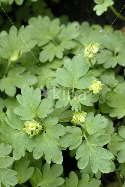 Muskuskruid (Adoxa moschatellina)