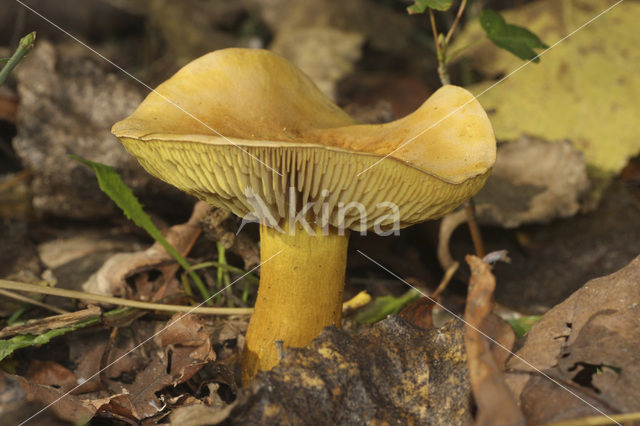 Narcisridderzwam (Tricholoma sulphureum)