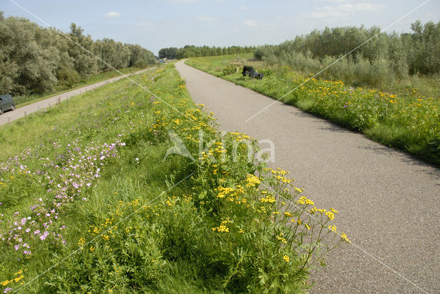 National Park de Biesbosch