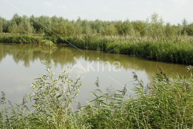 Nationaal Park de Biesbosch