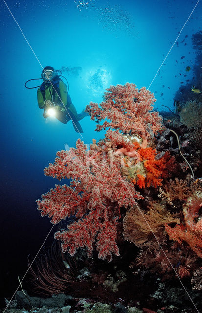 Wakatobi National Marine park