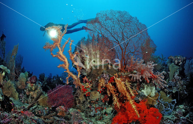 Wakatobi National Marine park