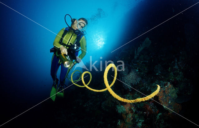 Wakatobi National Marine park