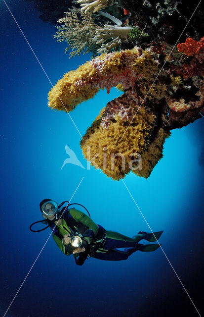 Wakatobi National Marine park