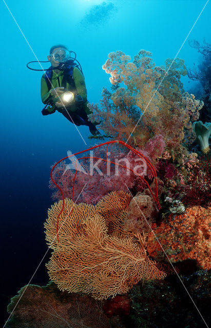 Wakatobi National Marine park