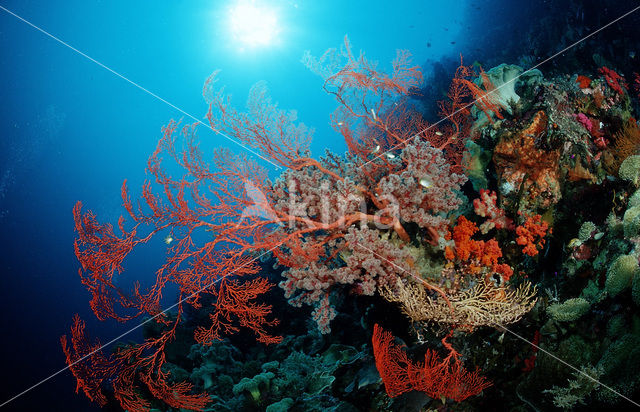 Wakatobi National Marine park