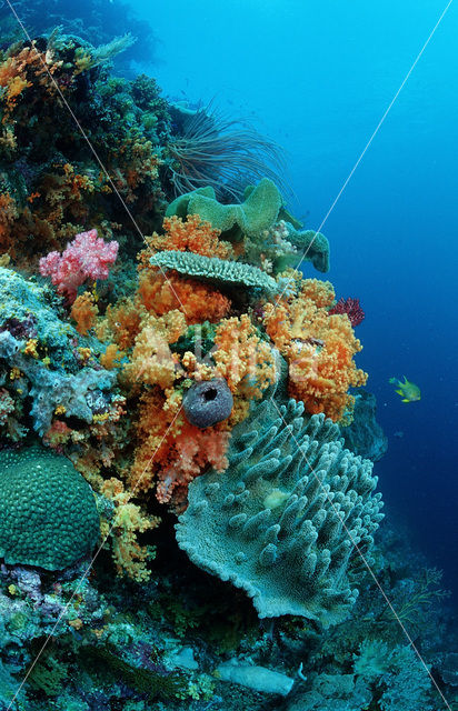 Nationaal Zeereservaat Wakatobi