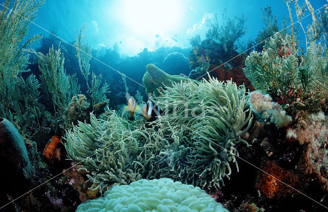 Wakatobi National Marine park