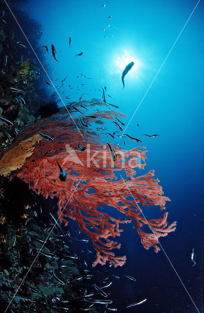 Wakatobi National Marine park