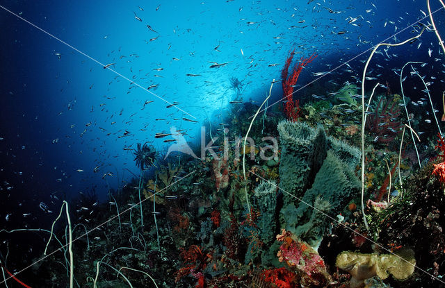 Wakatobi National Marine park