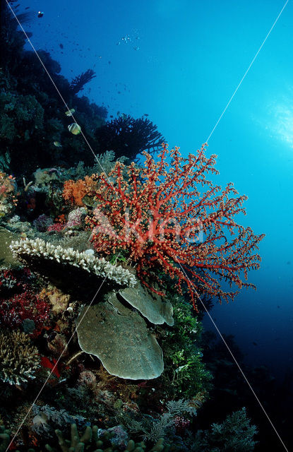 Wakatobi National Marine park