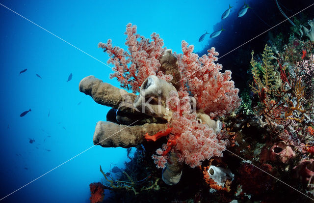 Nationaal Zeereservaat Wakatobi