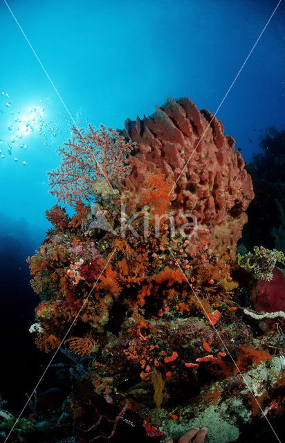 Wakatobi National Marine park