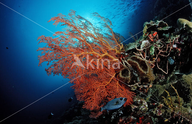 Wakatobi National Marine park