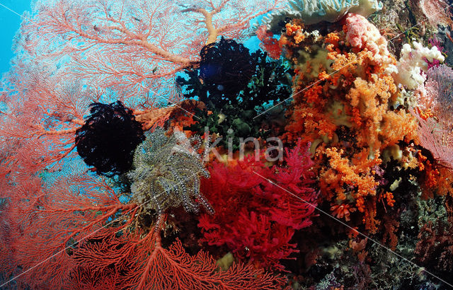 Wakatobi National Marine park