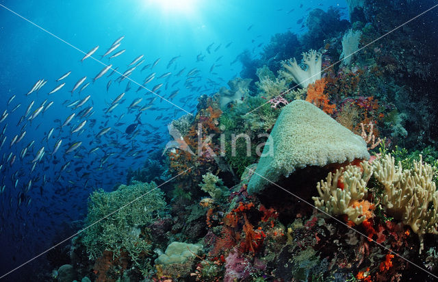 Nationaal Zeereservaat Wakatobi