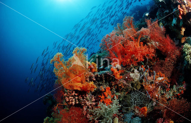 Wakatobi National Marine park