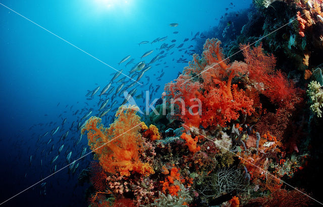 Wakatobi National Marine park