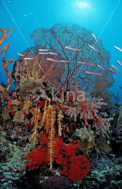 Wakatobi National Marine park