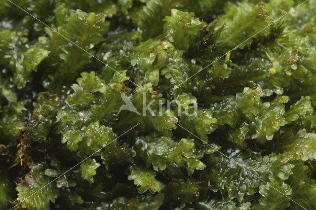 White Earwort (Diplophyllum albicans)