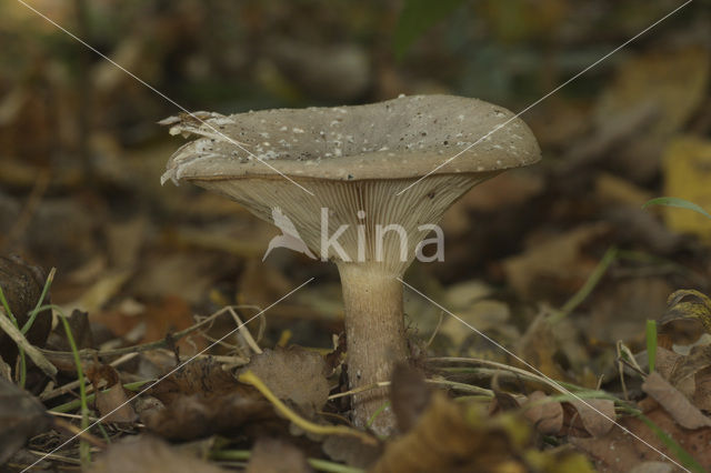 Nevelzwam (Clitocybe nebularis)