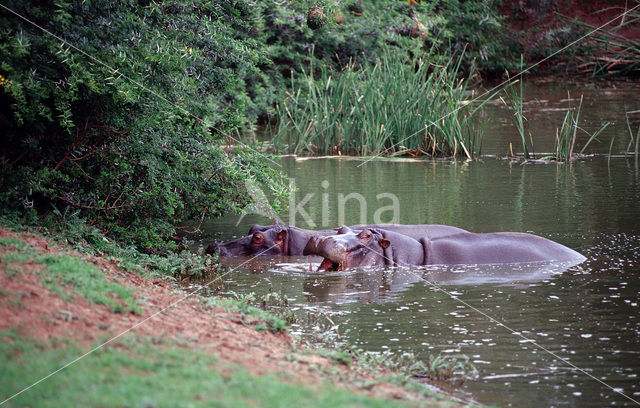 Hippopotamus (Hippopotamus amphibius)