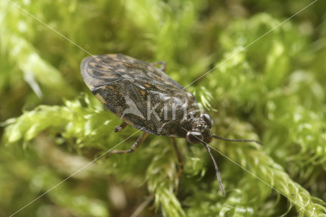 Oeverwants (Saldula sp.)