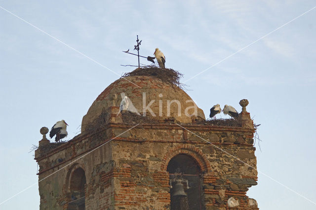 White Stork (Ciconia ciconia)
