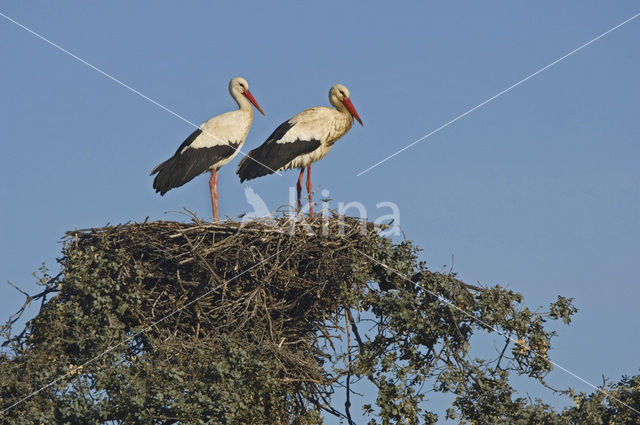 White Stork (Ciconia ciconia)