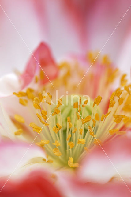 Oosterse papaver (Papaver orientale)