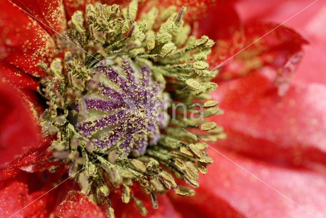 oriental poppy (Papaver orientale)