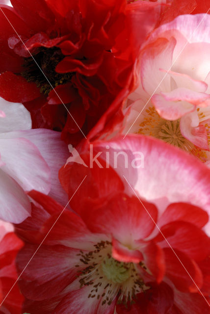 oriental poppy (Papaver orientale)