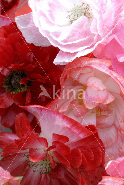 oriental poppy (Papaver orientale)