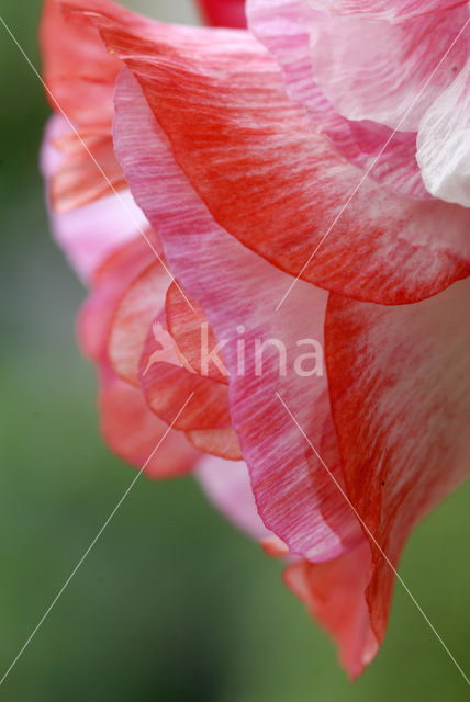 oriental poppy (Papaver orientale)