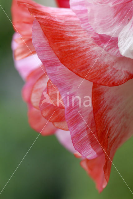 Oosterse papaver (Papaver orientale)