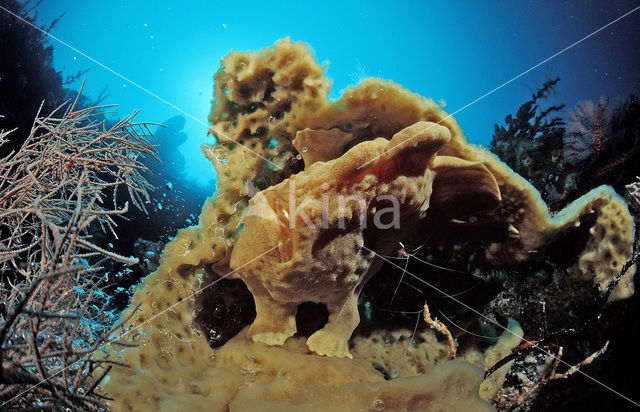 Giant Frogfish (Antennarius commersonii)