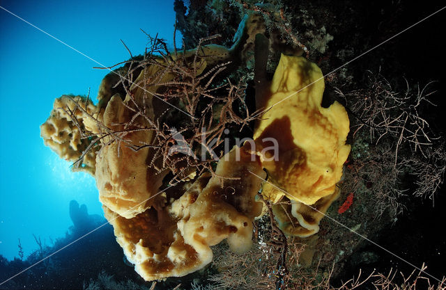 Giant Frogfish (Antennarius commersonii)