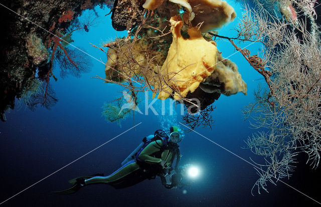 Giant Frogfish (Antennarius commersonii)