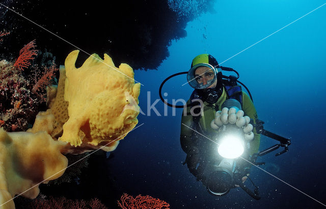 Giant Frogfish (Antennarius commersonii)