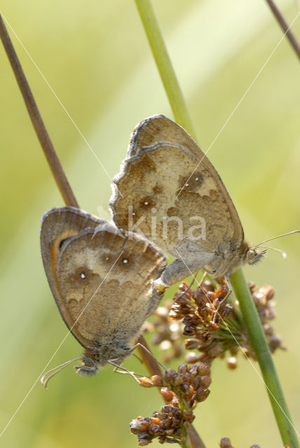 Oranje zandoogje (Pyronia tithonus)