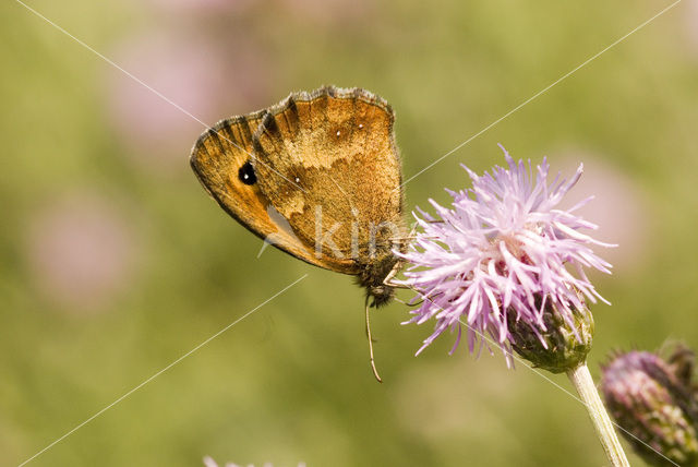 Oranje zandoogje (Pyronia tithonus)