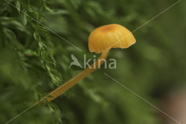 Orange Mosscap (Rickenella fibula)