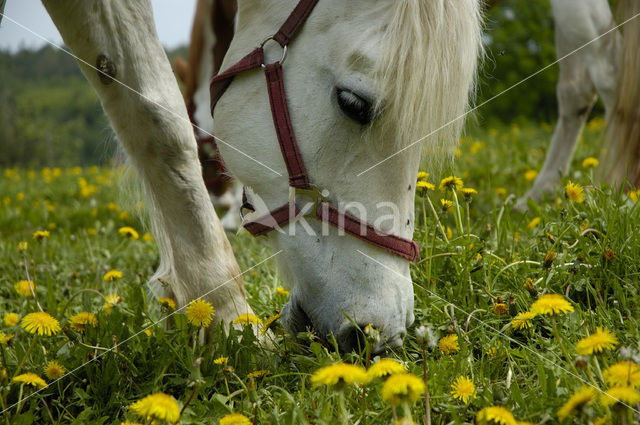 Horse (Equus spp)