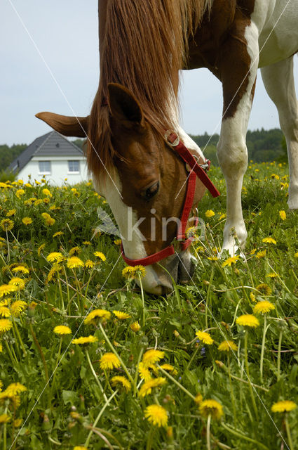 Paard (Equus spp)