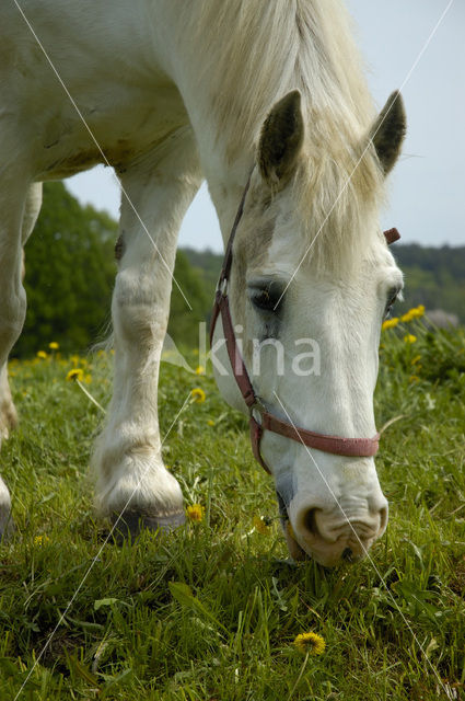 Paard (Equus spp)