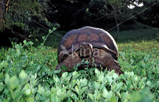 Leopard Tortoise (Testudo pardalis babcocki)